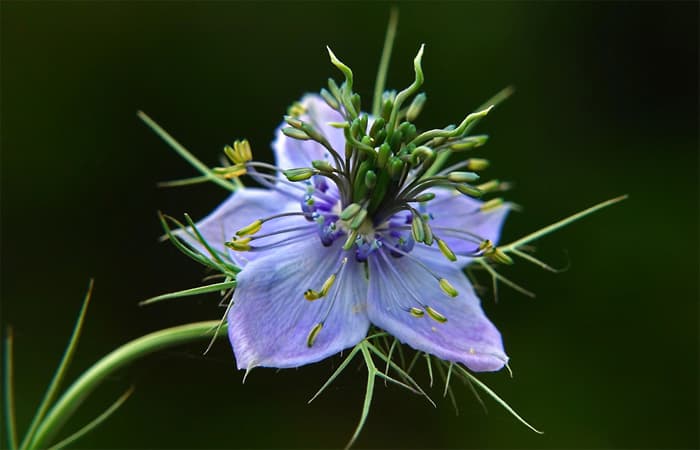 Nigella damascena, Türgi mustköömen